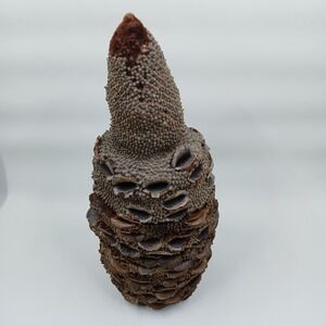 COASTERS Banksia Pod Set of 6 Brown